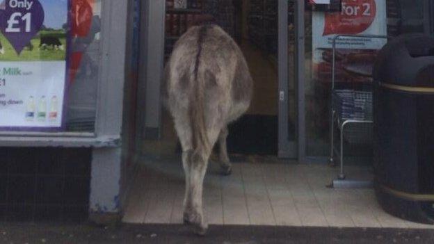 Donkey entering Tesco in Brockenhurst