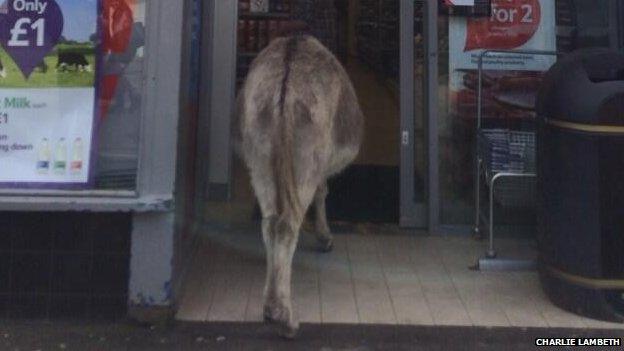 Donkey entering Tesco in Brockenhurst