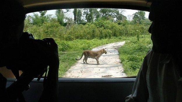 file picture of a leopard in India