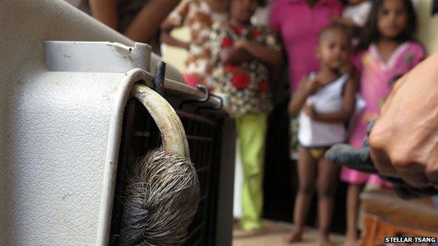 Sloth hook protrudes from cage while children look on