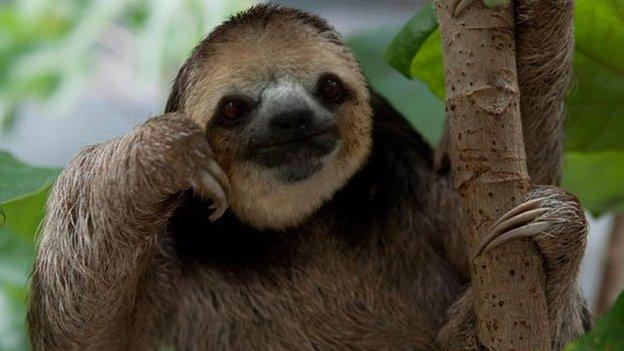 A pale-throated, three-toed sloth