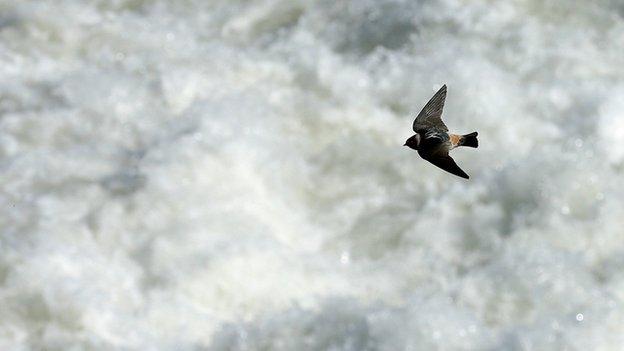 A bird flying over water diverted into agricultural canals