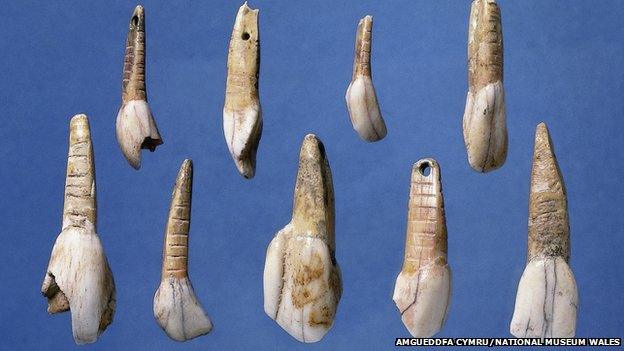 Perforated animal teeth found in Kendrick's Cave