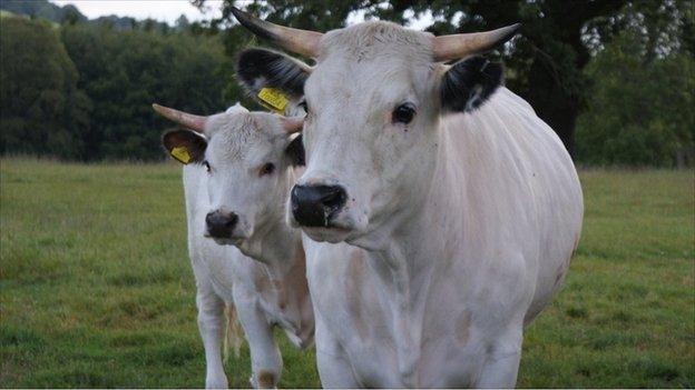 White Park cattle on Chirk estate