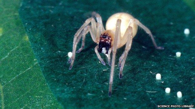 Yellow sac spider