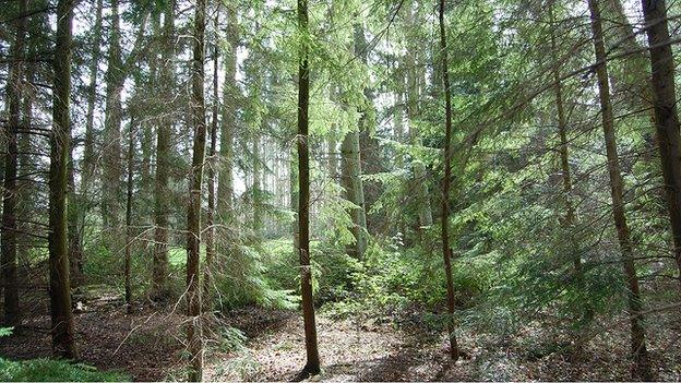 Harcourt Arboretum, Oxfordshire (Image: BBC)