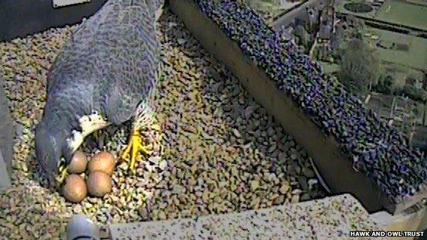 Intruding peregrine falcon at Norwich Cathedral