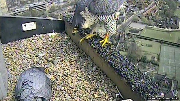 DP returns to the Norwich Cathedral nest