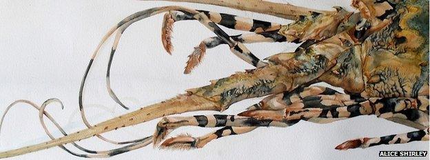 Detail of 'Giant Lobster' from NHM specimen collection
