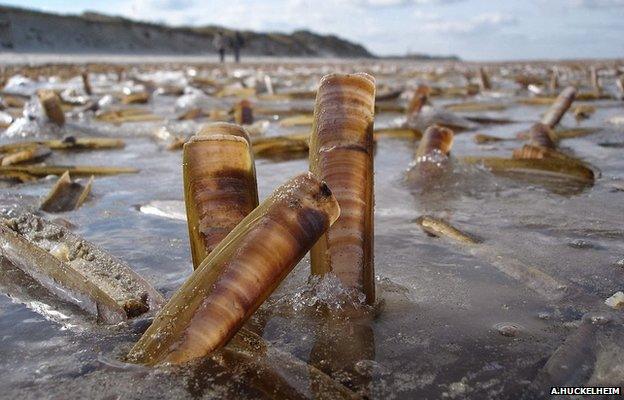 Atlantic razor clams