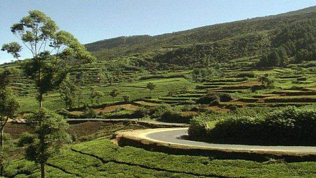 Sri Lanka tea plantation