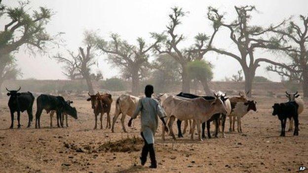 man herds cattle in Sudan