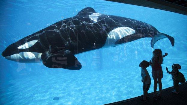 A killer whale at seaworld