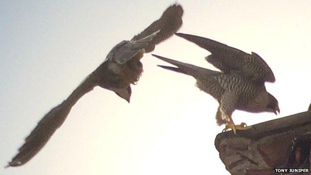 Peregrine falcons at Cambridge University Library