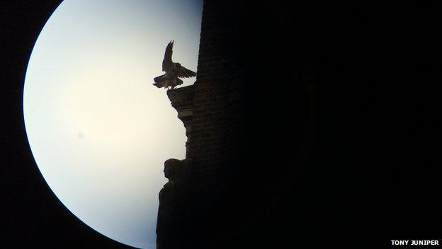 Peregrine falcons at Cambridge University Library