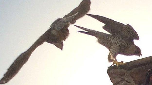 Peregrine falcons at Cambridge University Library