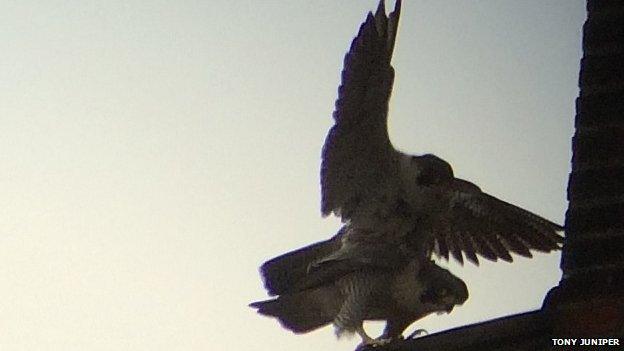 Peregrine falcons at Cambridge University Library