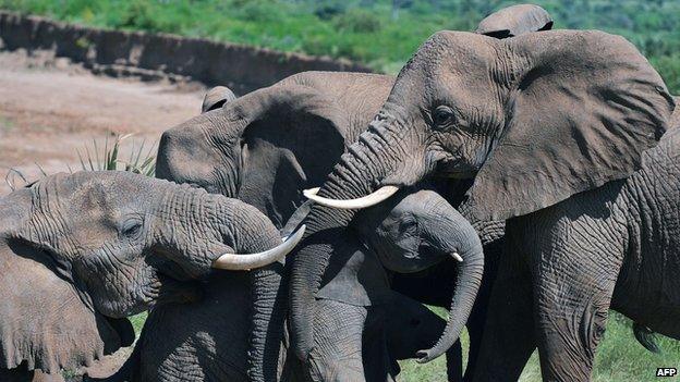 Elephants in Kenyan reserve