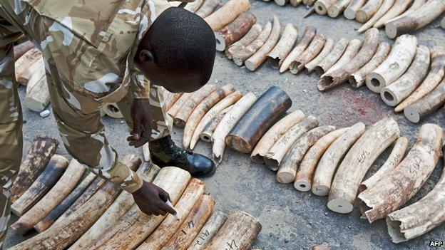 Kenyan official marks confiscated ivory