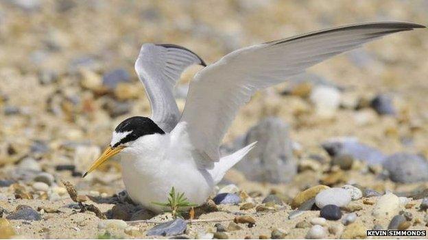 Little tern