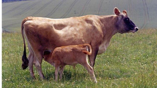 Jersey cow and calf