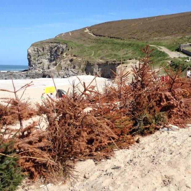 Christmas tree buried at Porthtowan