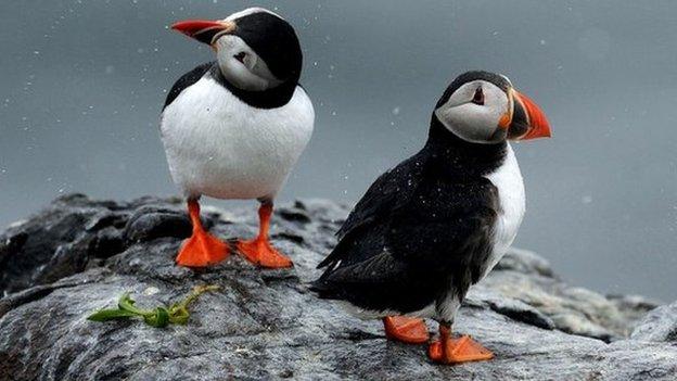 Puffins