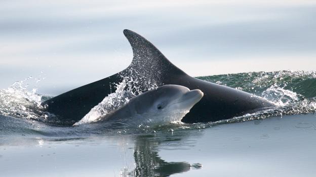 Mother and baby dolphin