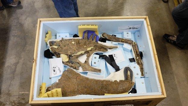 Wankel T-Rex bones in packing case