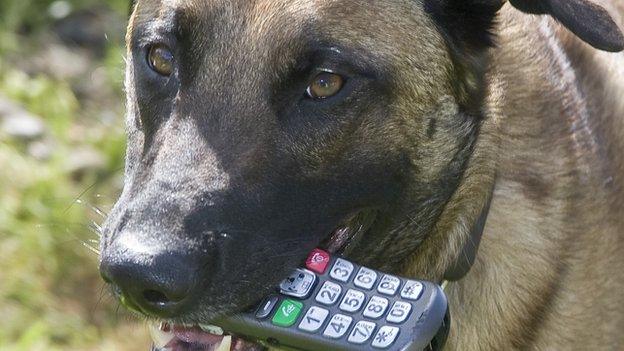 Leighton the dog with telephone in mouth