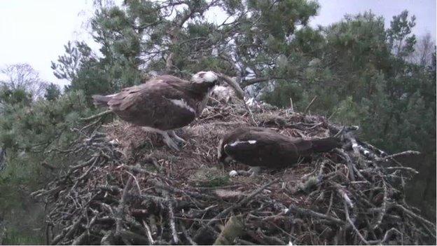 ospreys