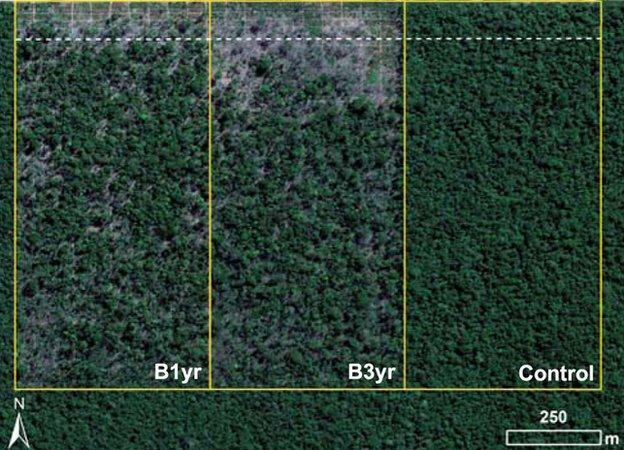 Aerial view of the field experiment's plots; 2011 (Image: P.Brando/PNAS)