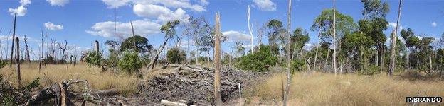 Savannah-like conditions in one of the experiment's plots (Image: Paulo Brando)