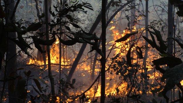 Fire in one of the experiment's plots (Image: Paulo Brando)