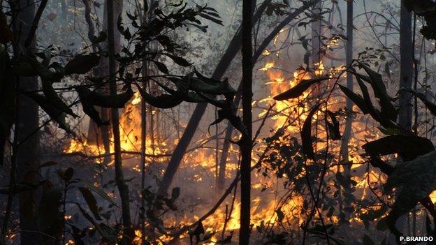 Fire in one of the experiment's plots (Image: Paulo Brando)