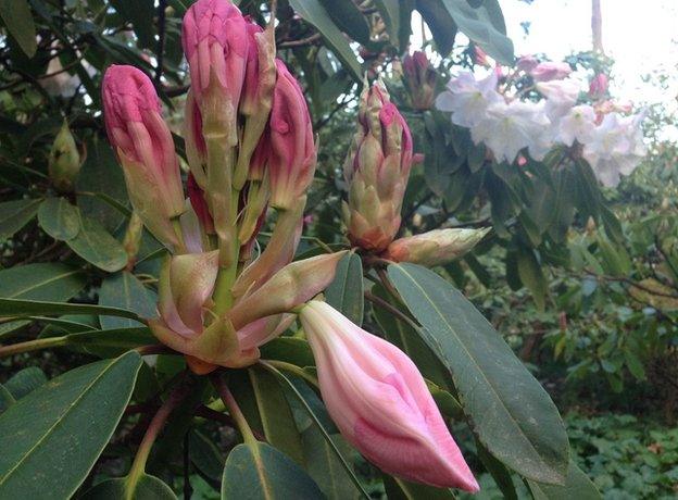 Rhododendron