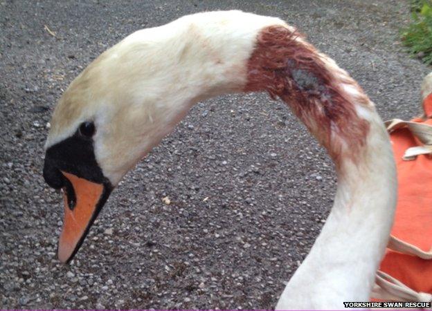 Swan with injured neck