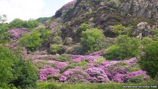 Rhododendrons in Beddgelert in Snowdonia National Park