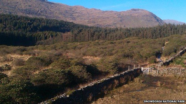 Rhododendrons in Beddgelert in Snowdonia National Park