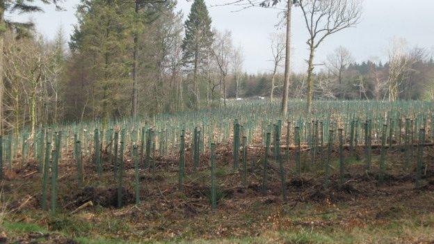 The restocked area at Wentwood Forest