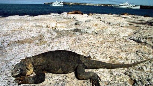 An iguana rests on a rock in the Galapagos with tourist boats in the background