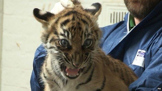 One of the Sumatran cubs