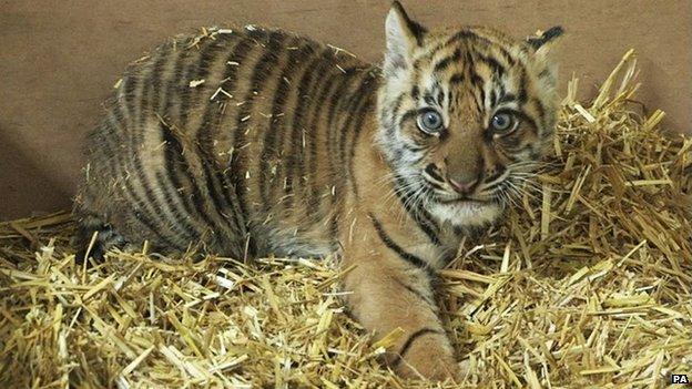 One of the Sumatran cubs