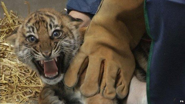 One of the Sumatran cubs