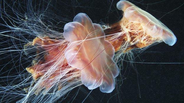 Lion's mane jellyfish