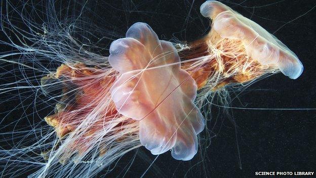 Lion's mane jellyfish