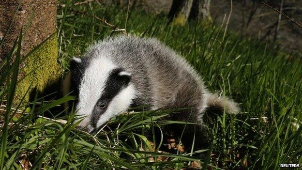 Badger photo