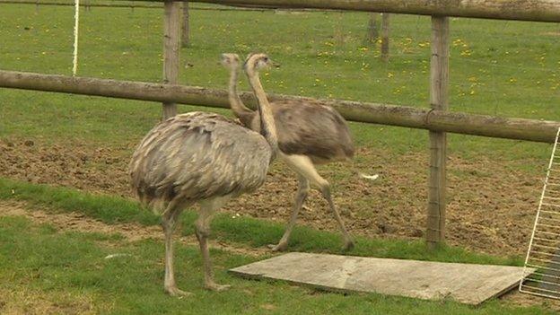 Rheas