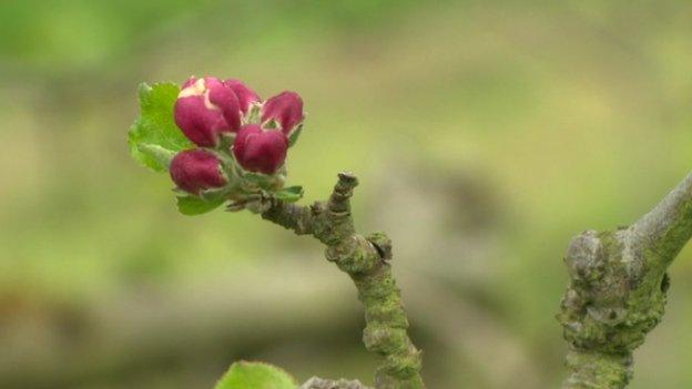 Apple blossom in Armagh