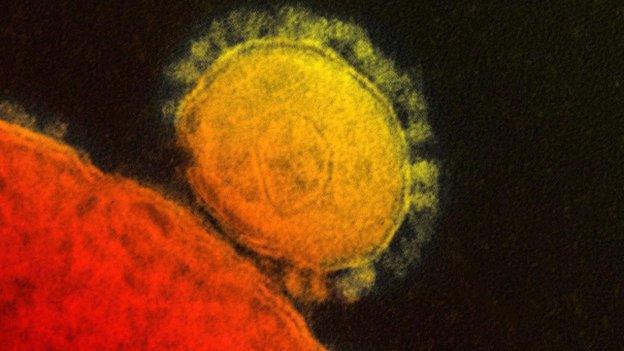 mers virus